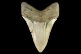Fossil Megalodon Tooth - North Carolina #109721-2